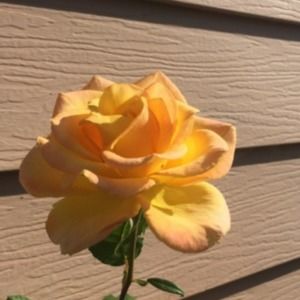 Meet your Posher, Mady